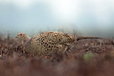 BUITEN BEELD Foto: 279319