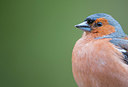 BUITEN BEELD Foto: 279380