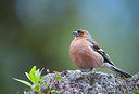BUITEN BEELD Foto: 279385