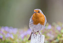 BUITEN BEELD Foto: 279390
