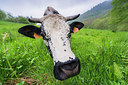 BUITEN BEELD Foto: 279499