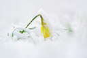 BUITEN BEELD Foto: 279564