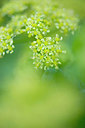 BUITEN BEELD Foto: 279802