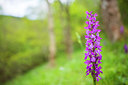 BUITEN BEELD Foto: 279851