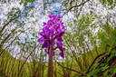 BUITEN BEELD Foto: 279854