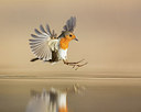 BUITEN BEELD Foto: 279990