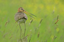 BUITEN BEELD Foto: 280062
