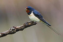 BUITEN BEELD Foto: 280087