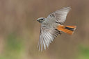 BUITEN BEELD Foto: 280097