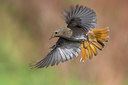 BUITEN BEELD Foto: 280130
