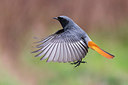 BUITEN BEELD Foto: 280141