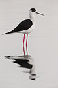BUITEN BEELD Foto: 280165