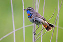 BUITEN BEELD Foto: 280168