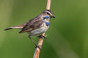 BUITEN BEELD Foto: 280170
