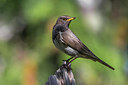 BUITEN BEELD Foto: 280195
