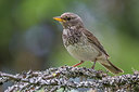 BUITEN BEELD Foto: 280198