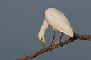 BUITEN BEELD Foto: 280237