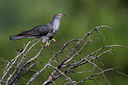 BUITEN BEELD Foto: 280266