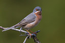 BUITEN BEELD Foto: 280324
