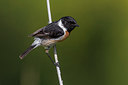 BUITEN BEELD Foto: 280329