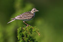 BUITEN BEELD Foto: 280350