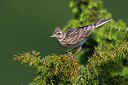 BUITEN BEELD Foto: 280351