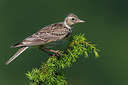 BUITEN BEELD Foto: 280355