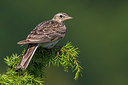 BUITEN BEELD Foto: 280356