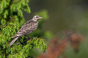 BUITEN BEELD Foto: 280357