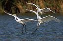 BUITEN BEELD Foto: 280399