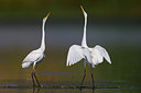 BUITEN BEELD Foto: 280406