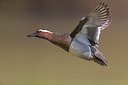 BUITEN BEELD Foto: 280411