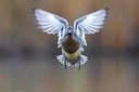 BUITEN BEELD Foto: 280420