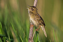 BUITEN BEELD Foto: 280473