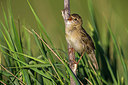 BUITEN BEELD Foto: 280480