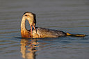 BUITEN BEELD Foto: 280500