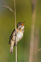 BUITEN BEELD Foto: 280506