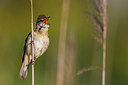 BUITEN BEELD Foto: 280508