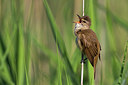 BUITEN BEELD Foto: 280511
