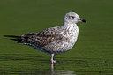 BUITEN BEELD Foto: 280524