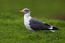 BUITEN BEELD Foto: 280526