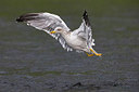 BUITEN BEELD Foto: 280527