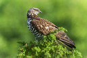BUITEN BEELD Foto: 280562