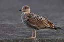 BUITEN BEELD Foto: 280664