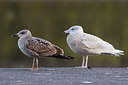 BUITEN BEELD Foto: 280666