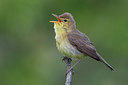BUITEN BEELD Foto: 280701
