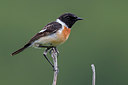 BUITEN BEELD Foto: 280799