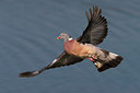 BUITEN BEELD Foto: 280865