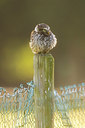 BUITEN BEELD Foto: 280896