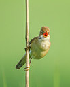 BUITEN BEELD Foto: 281025